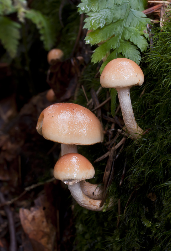 Pholiota subochracea